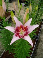 [1615 Dotcom No01.JPG]